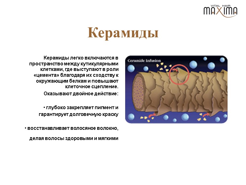 Керамиды Керамиды легко включаются в пространство между кутикулярными клетками, где выступают в роли «цемента»